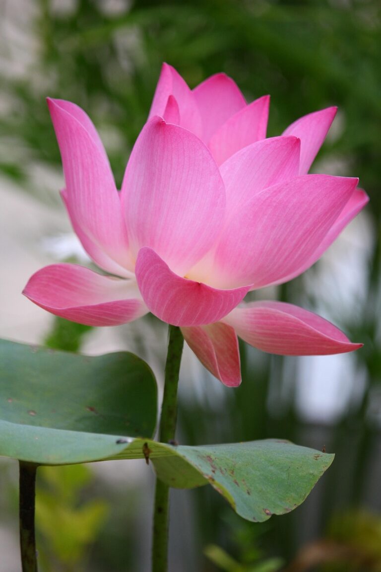 lotus, lotus flower, lotus flower tattoo, lotus flower tattoo meaning, blue lotus flower, lotus flower drawing, lotus flower bomb lyrics, lotus flower bomb, what does a lotus flower mean, origami lotus flower, white lotus flower, lotus flower art, lotus flower and butterfly tattoo, lotus flower arrangement, lotus flower aesthetic, lotus flower avatar, lotus flower and moon tattoo, lotus flower and moon meaning, lotus flower arm tattoo, lotus flower anime, about lotus flower in english, lotus, lotus, lotus, lotus, lotus, lotus flower, lotus flower